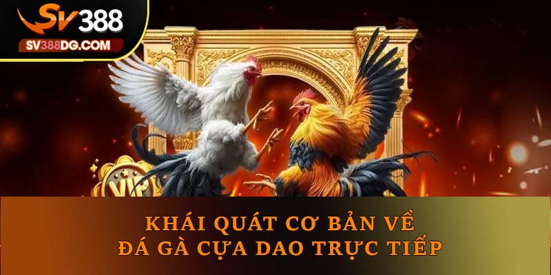 Khái quát cơ bản về đá gà cựa dao trực tiếp